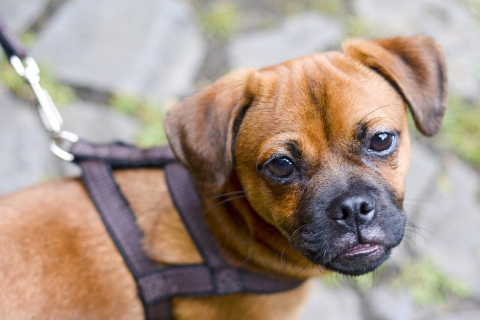 Смесь бигля и лабрадора