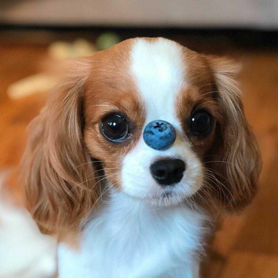 Бигль карликовый