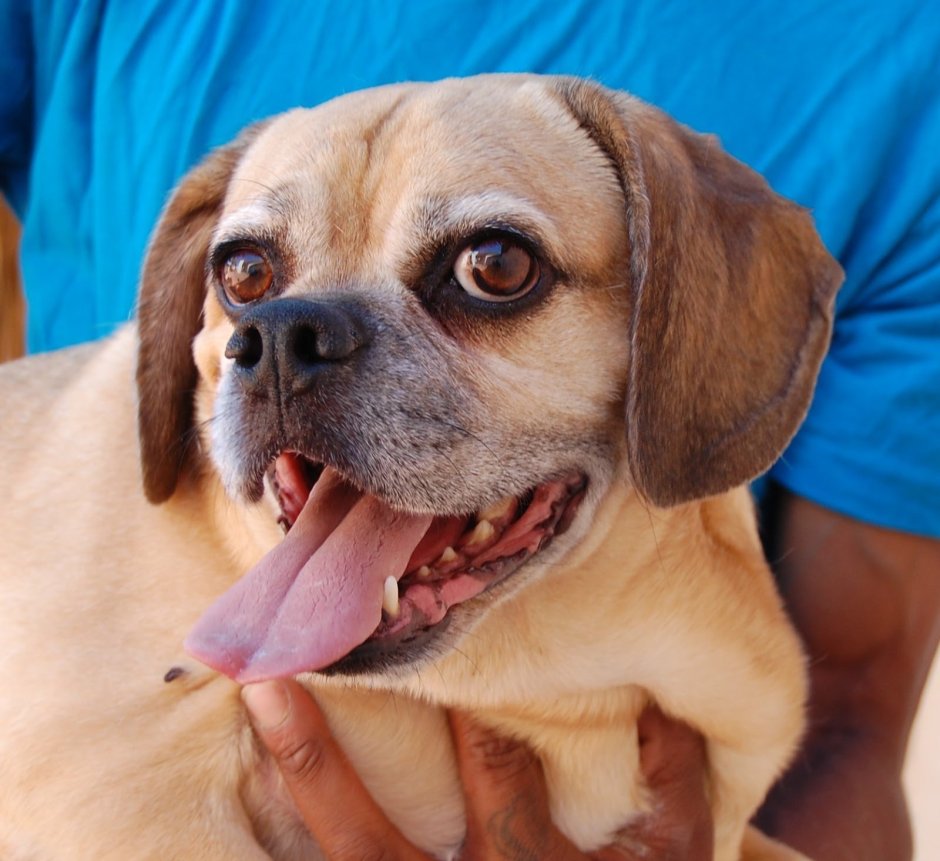 Бигль длинношерстный