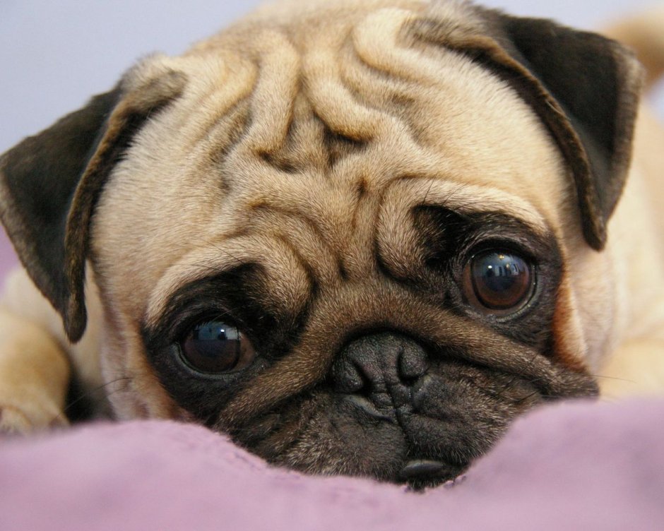 Собака на лужайке