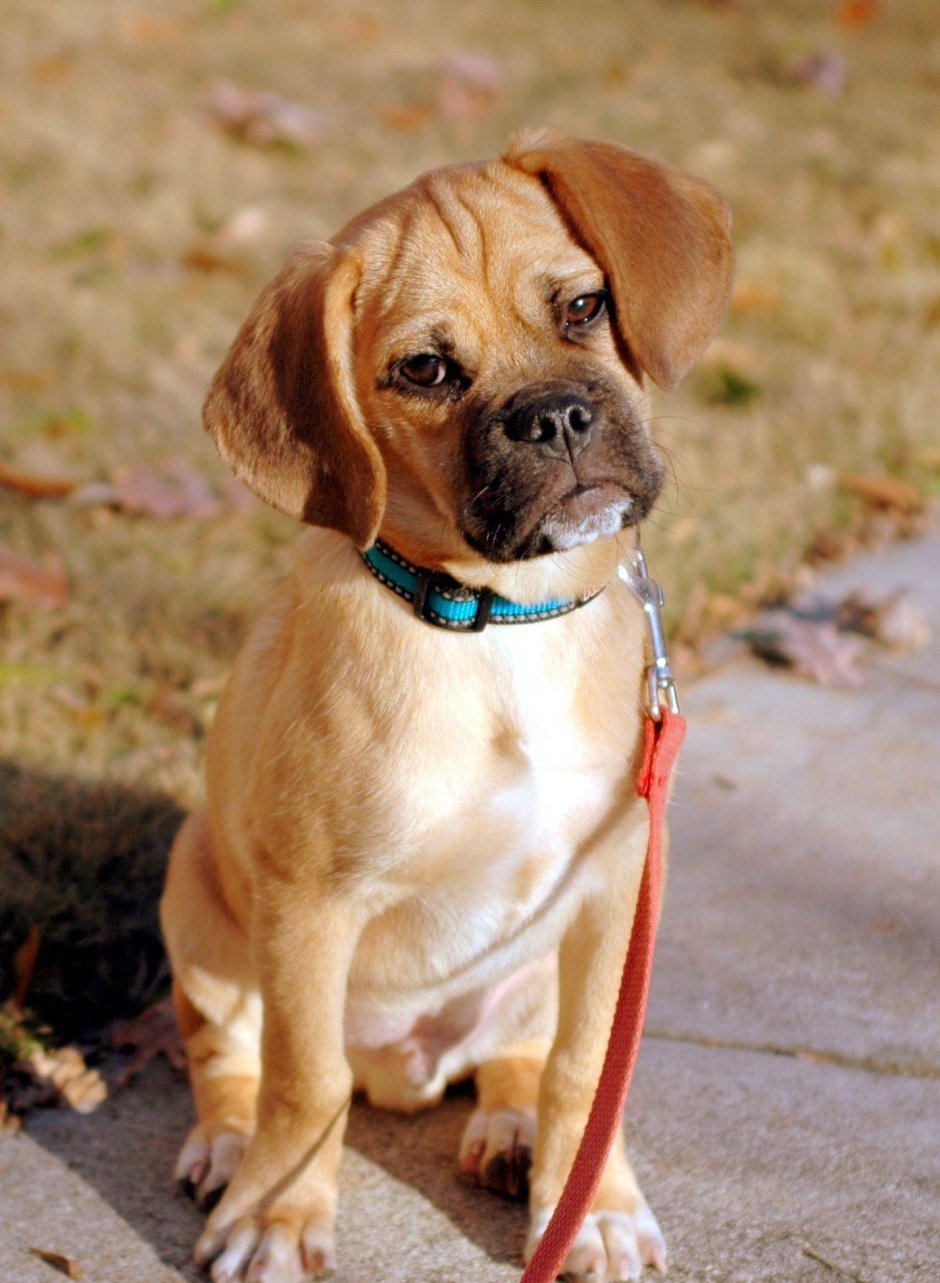 Puggle порода