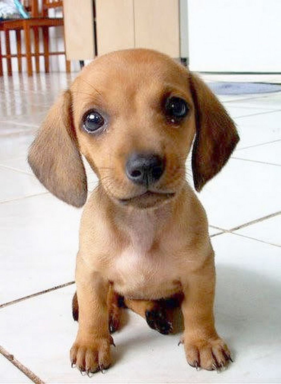 Метис МОПСА