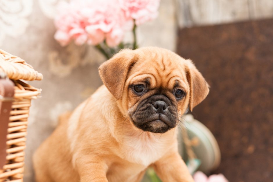 Puggle порода