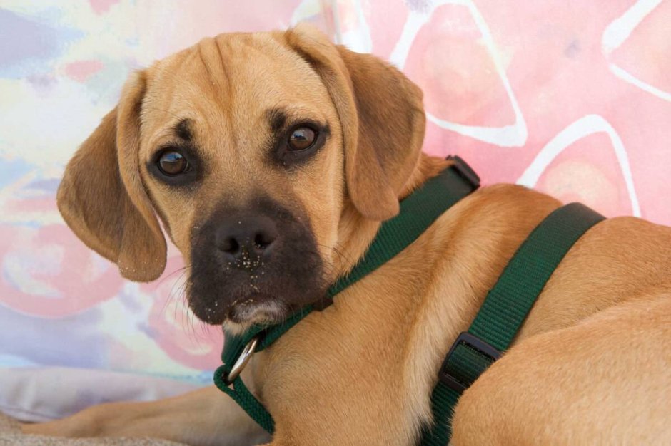 Недовольная собака порода