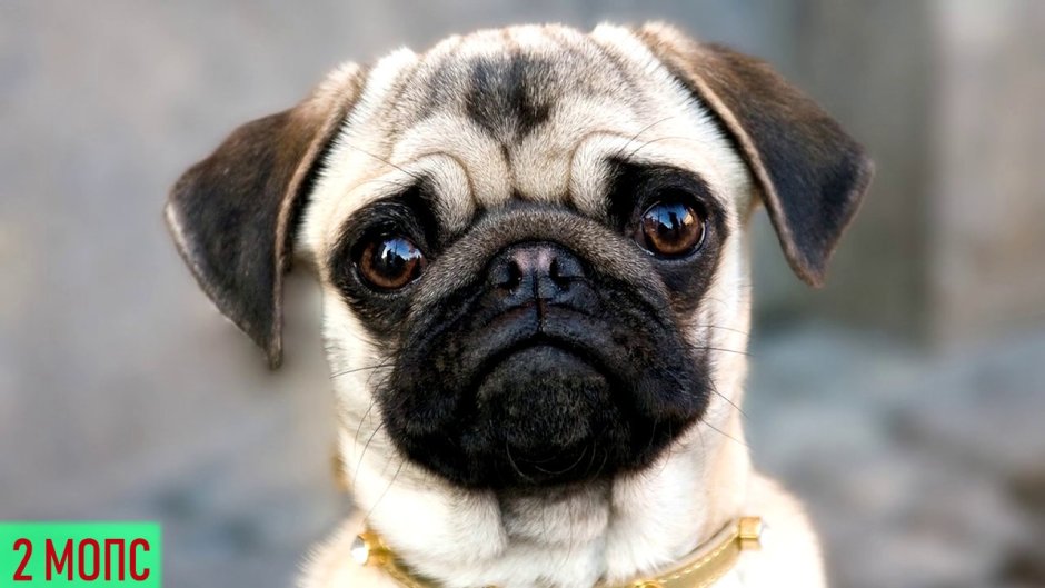 Помесь лабрадора и МОПСА