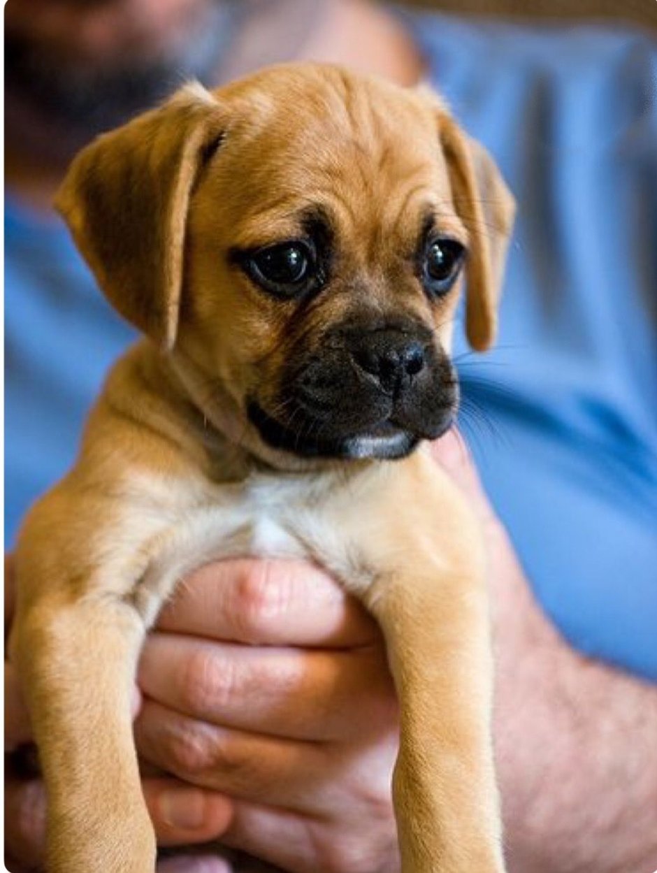 Pug "Мопс" + Beagle "Бигль"