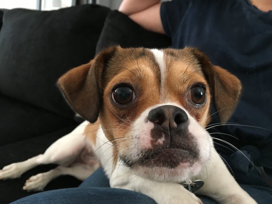 Пагль цщеное