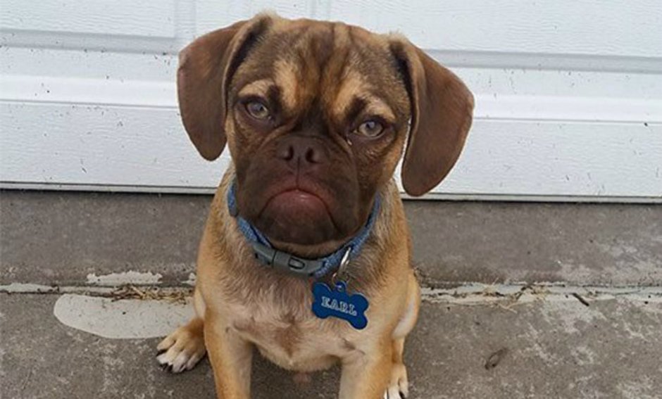 Собака Бигль и Мопс