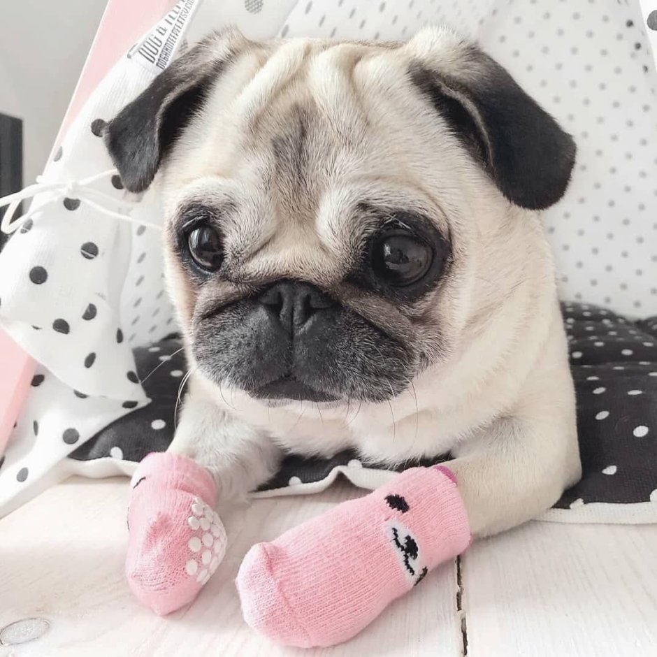 Смесь таксы и чихуахуа