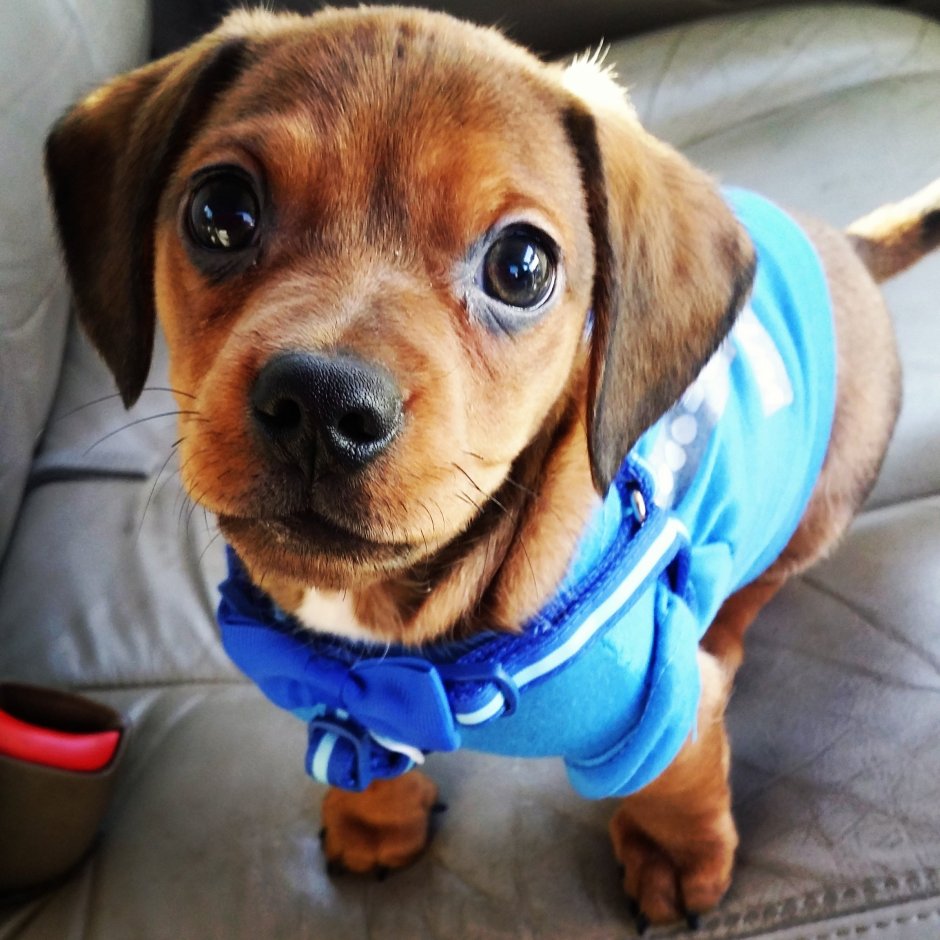 Овчарка Мопс Бигль