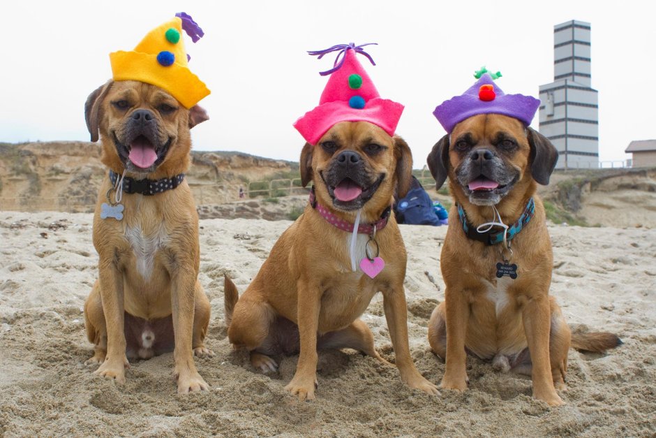 Длительные поездки на машине с мопсом