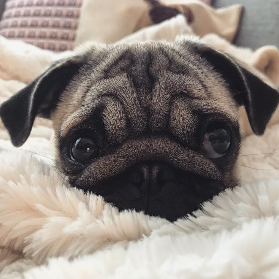 Puggle порода собак