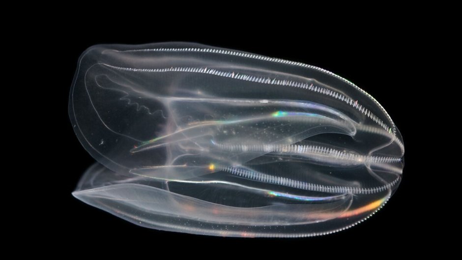 Гребневик Mnemiopsis