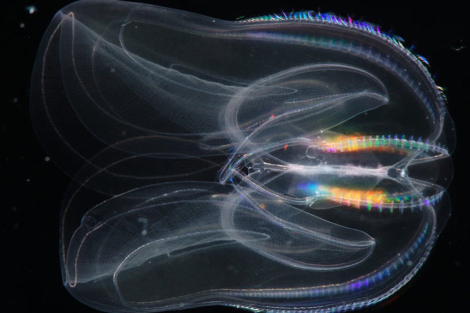 Гребневик мнемиопсис Mnemiopsis leidyi