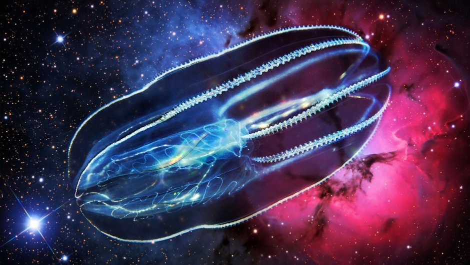 Comb Jelly рыба