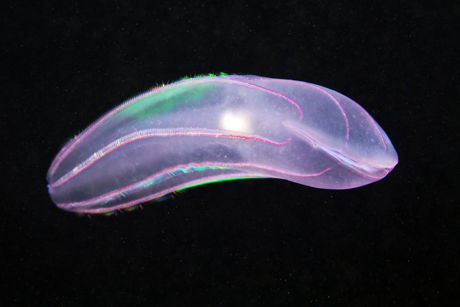 Bolinopsis Mikado