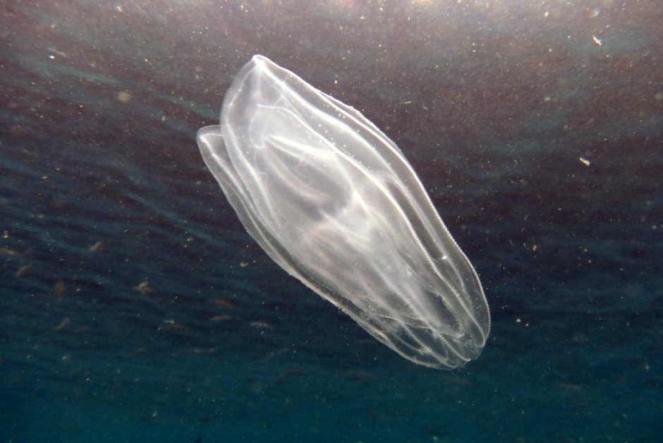 Радужная медуза