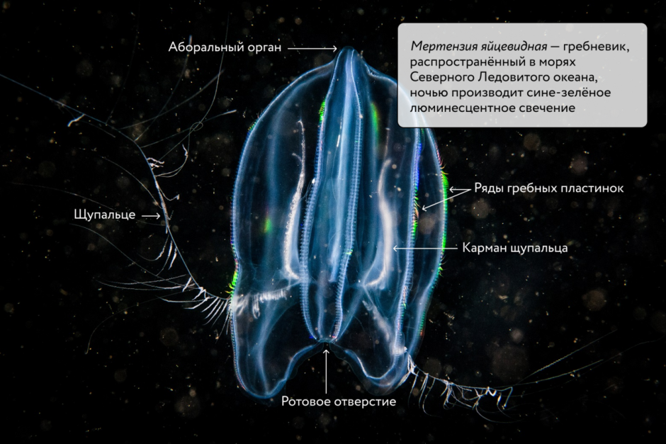 Mnemiopsis leidyi