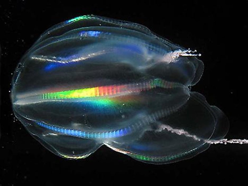 Mnemiopsis leidyi