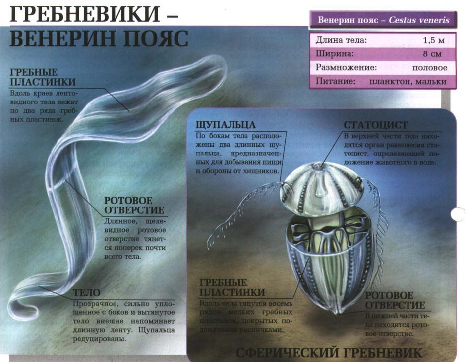 Гребневики протерозой