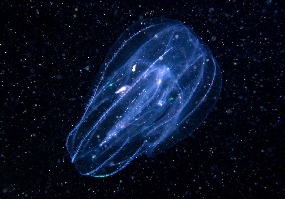 Thalassocalyce inconstans)