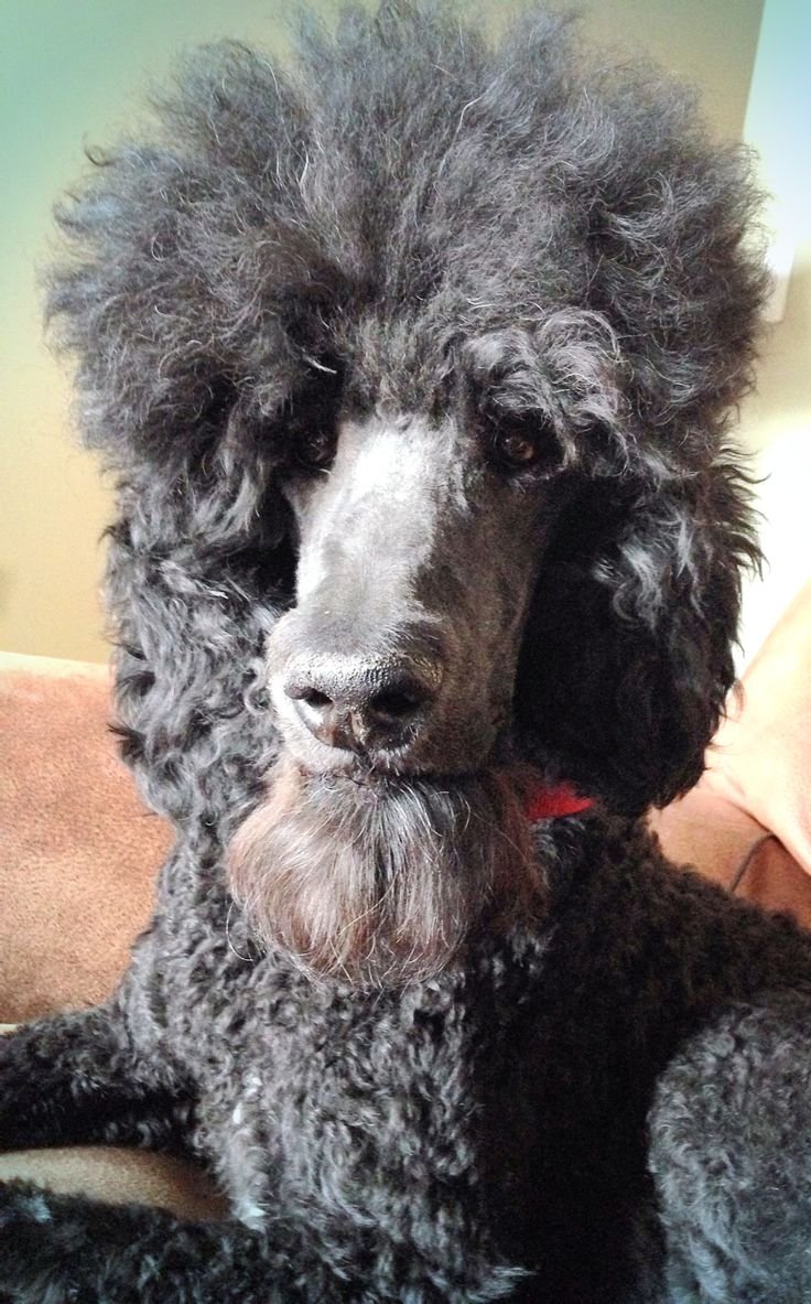 Толстый пудель