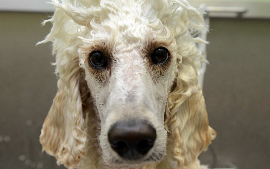 Страшный пудель