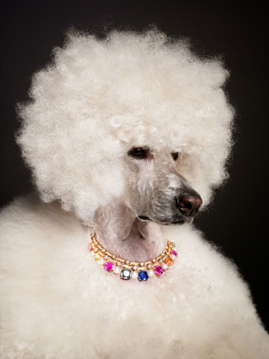 Стрижка морды пуделя