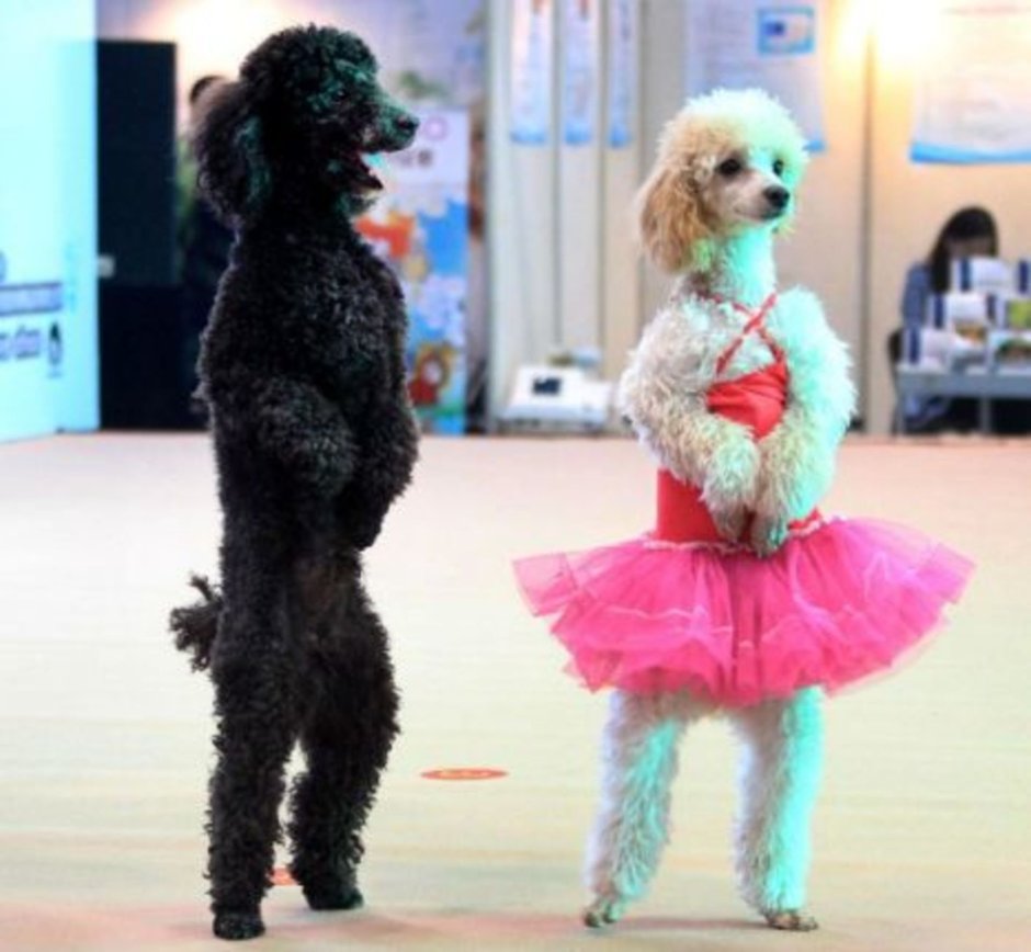 Карликовый пудель лысый