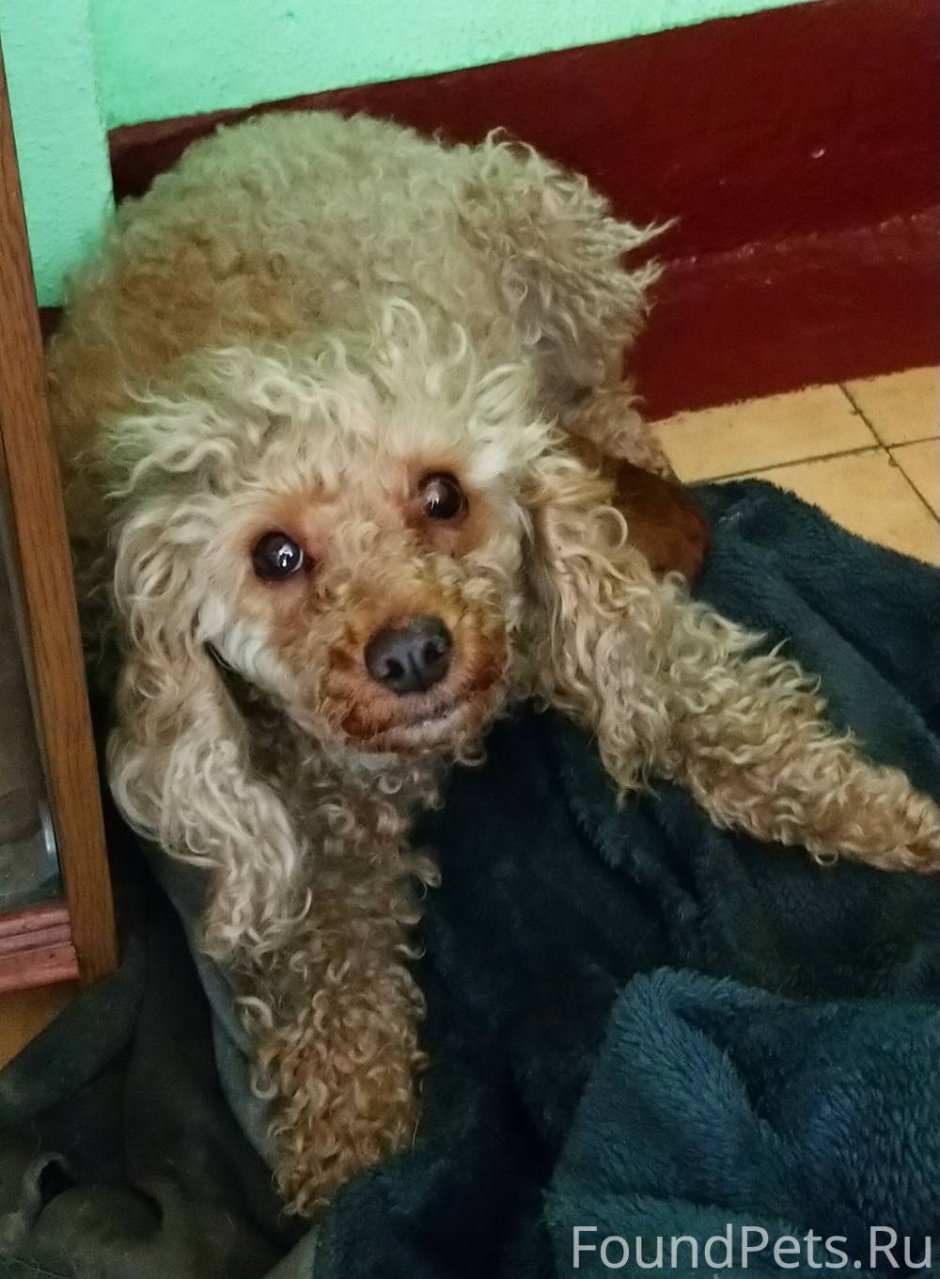 Пудель Арто