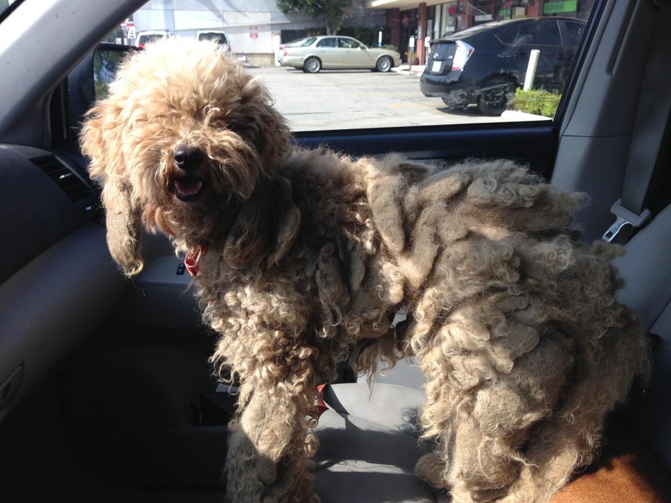 Пудель щенки из приюта