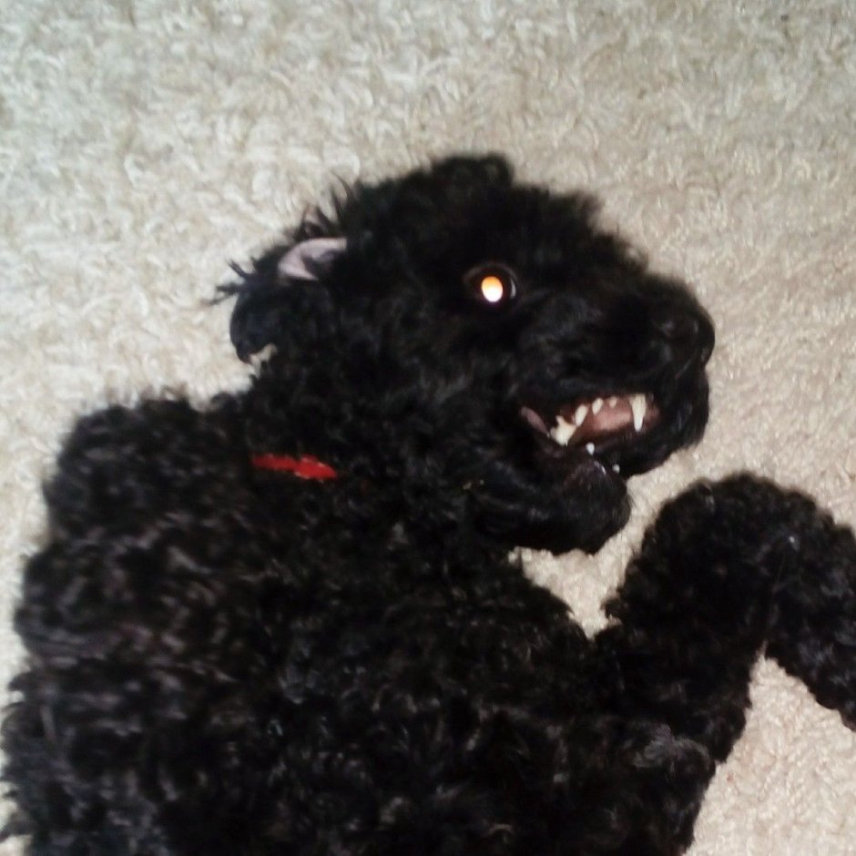 Уродливый пудель