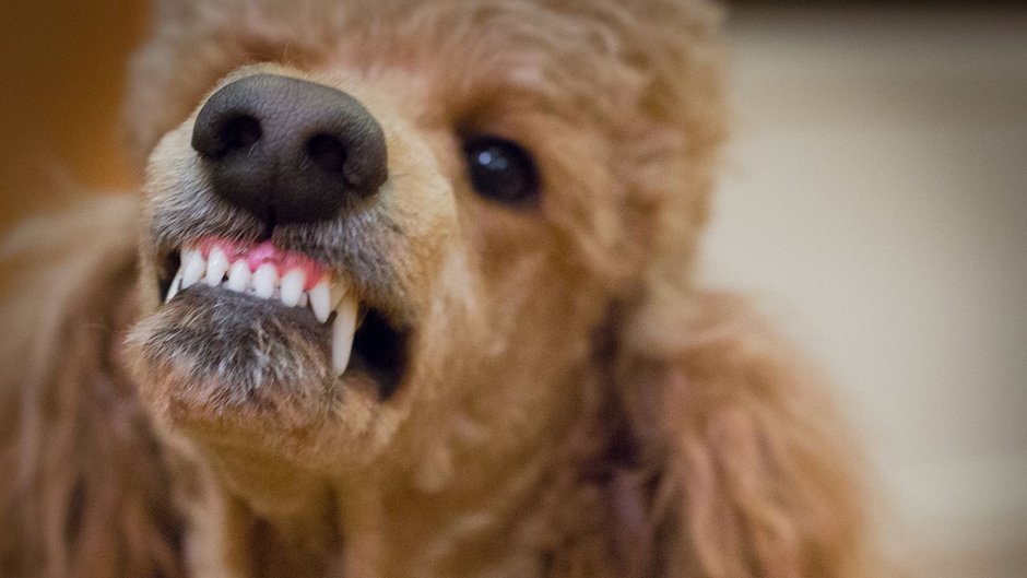 Тупой пудель