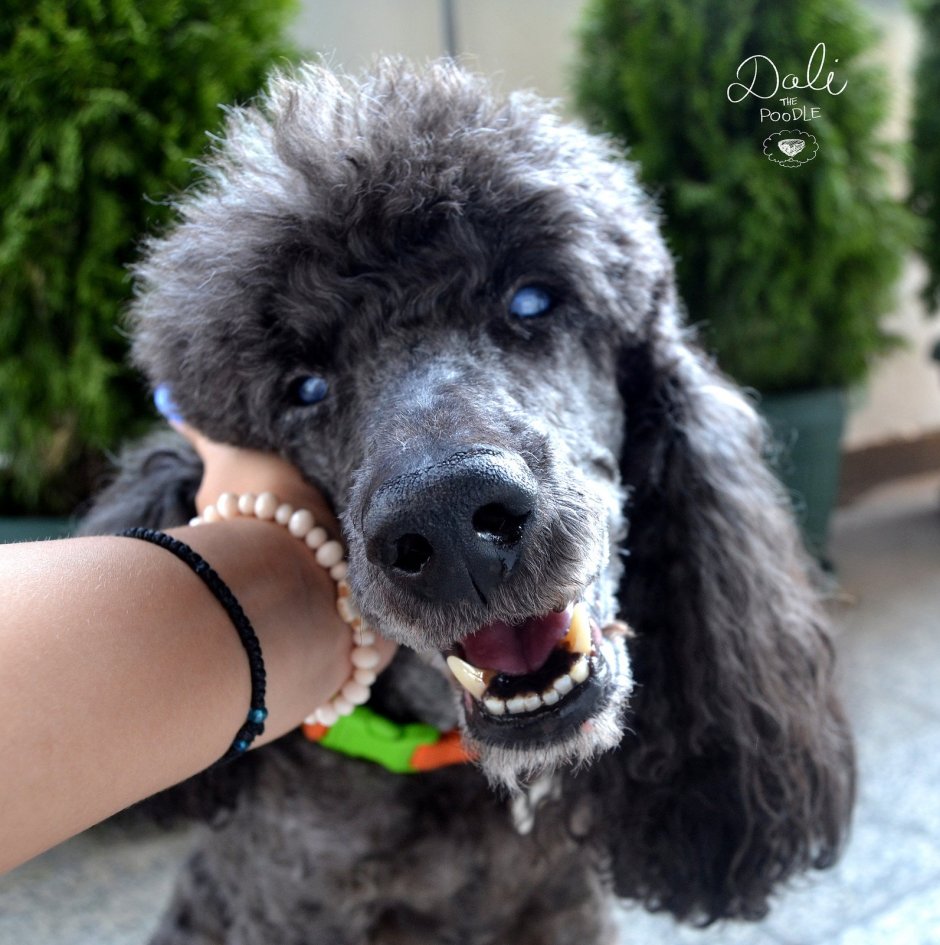 Карликовый Королевский пудель зубы