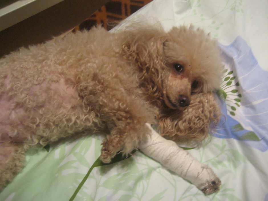 Вамп пудель