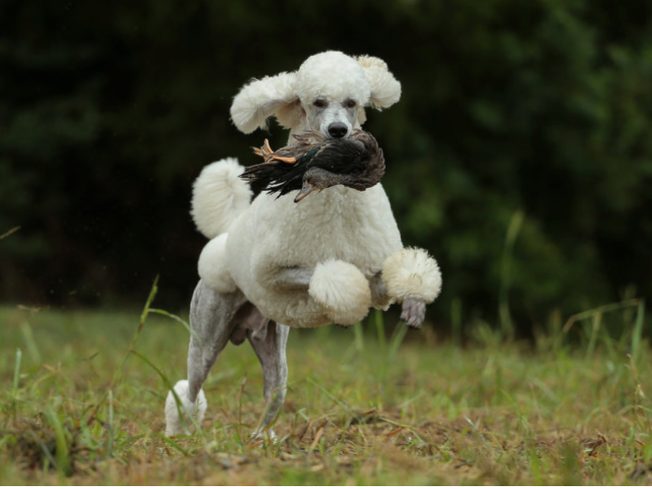 Пудель с ирокезом