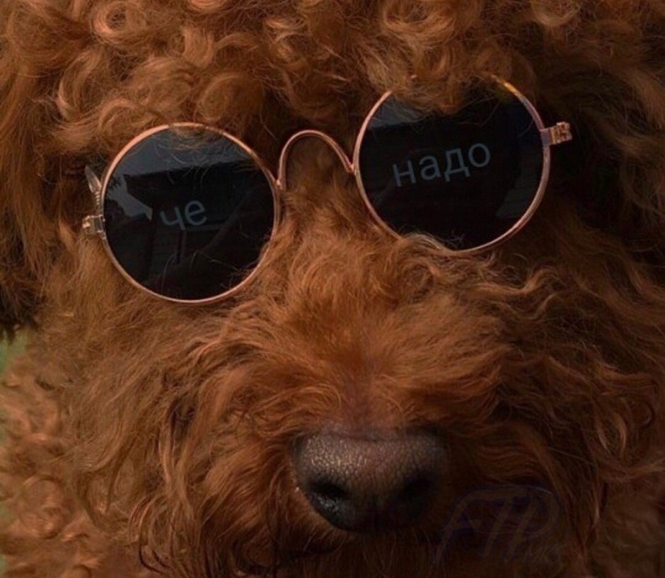 Кокоро пудель