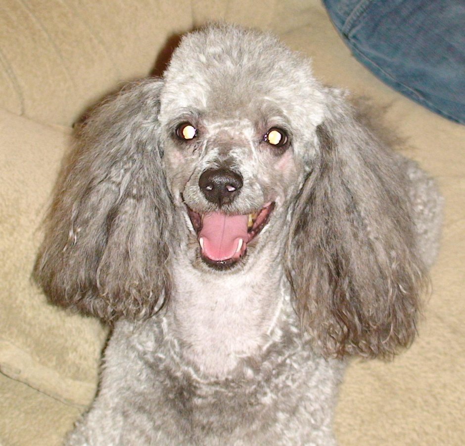 Заросший пудель