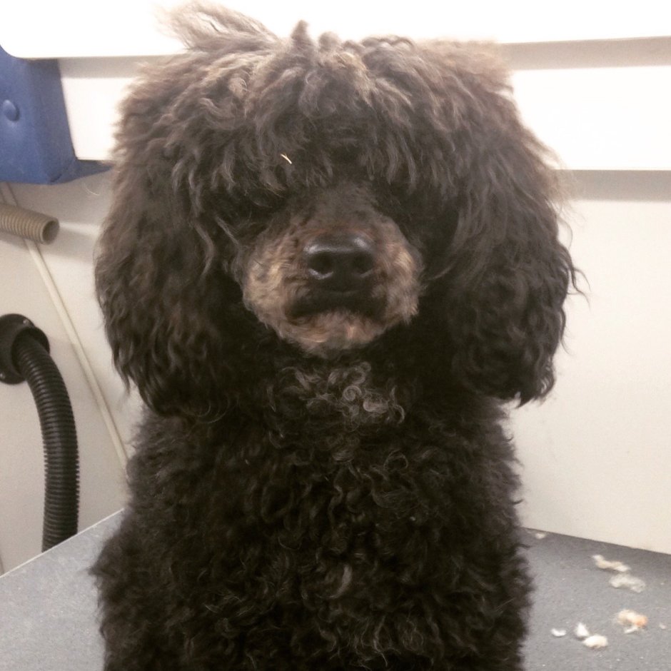 Подстричь пуделя ножницами