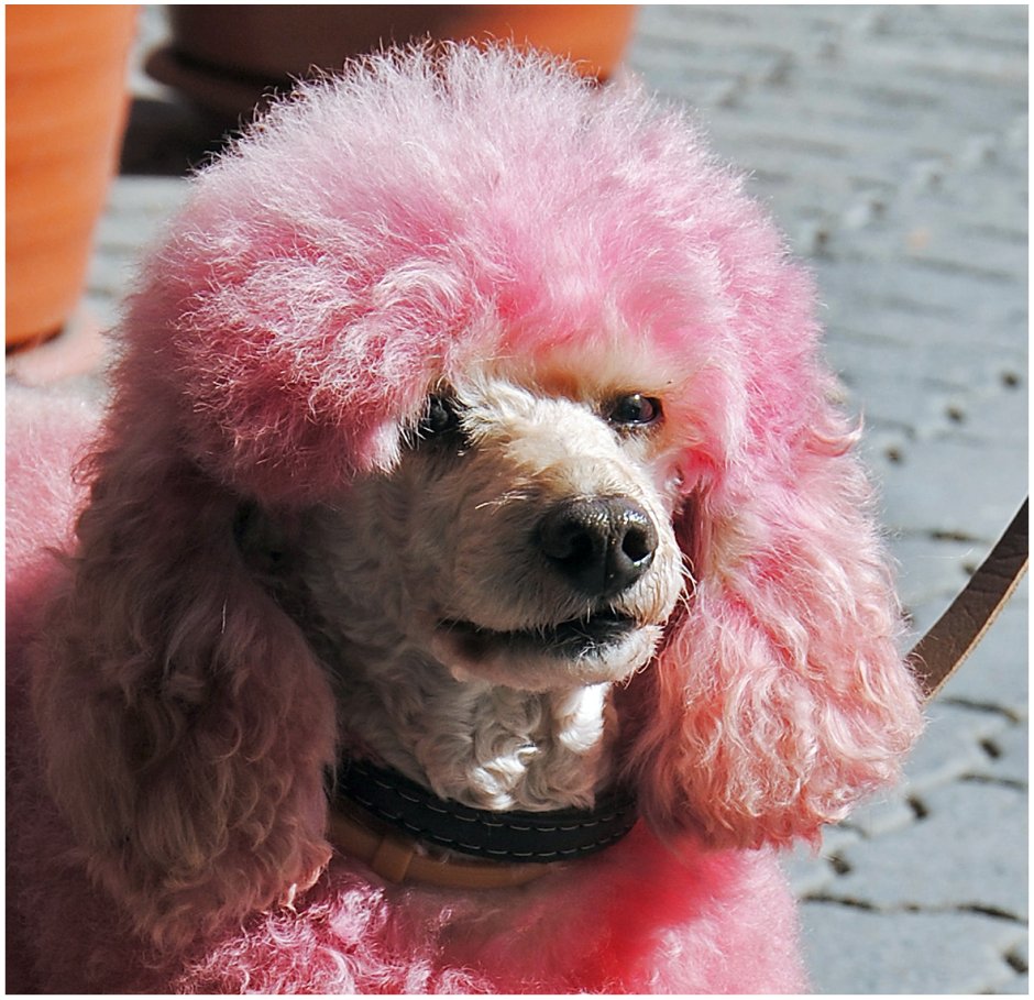 Карликовый пудель лысый