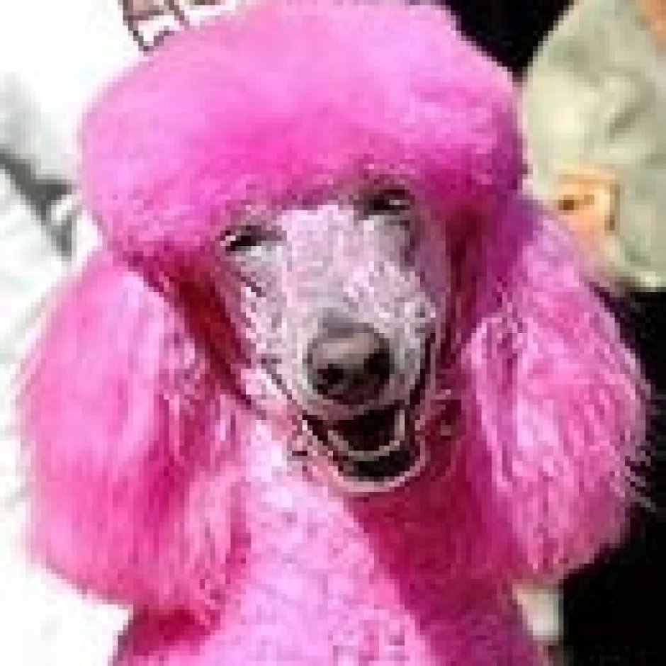 Собаки в цирке