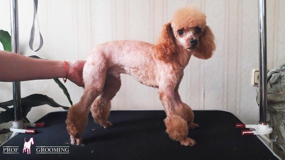 Смешные стрижки собак