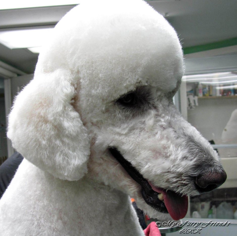 Кудрявый пес