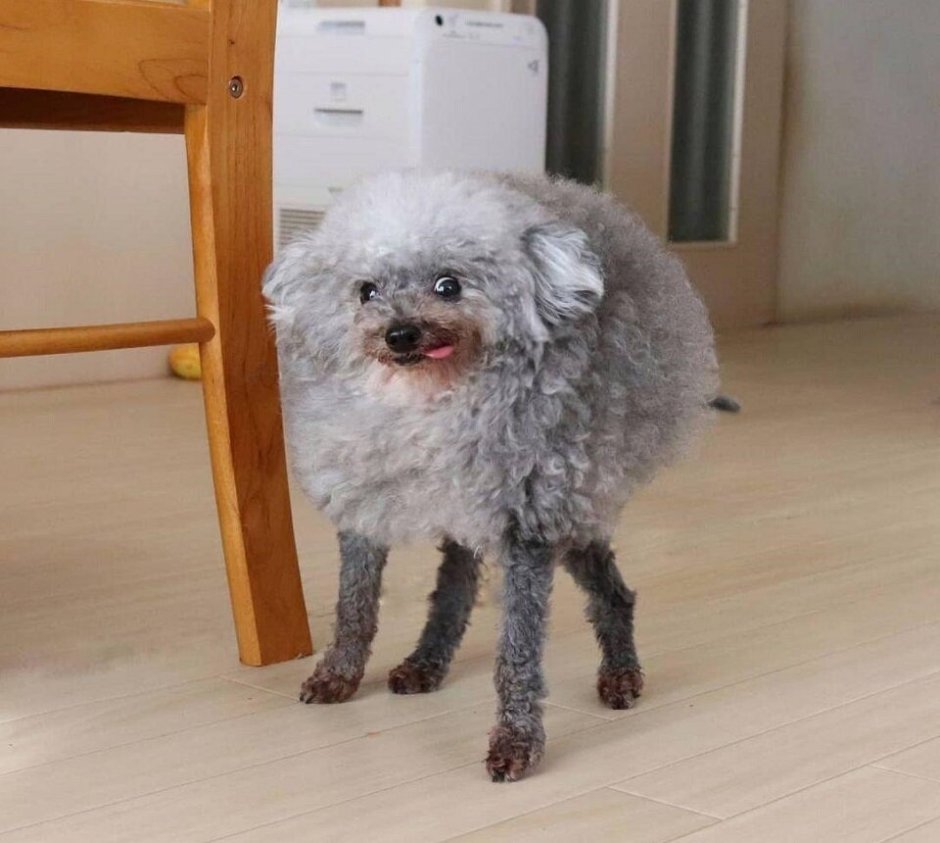 Королевский пудель нестриженный