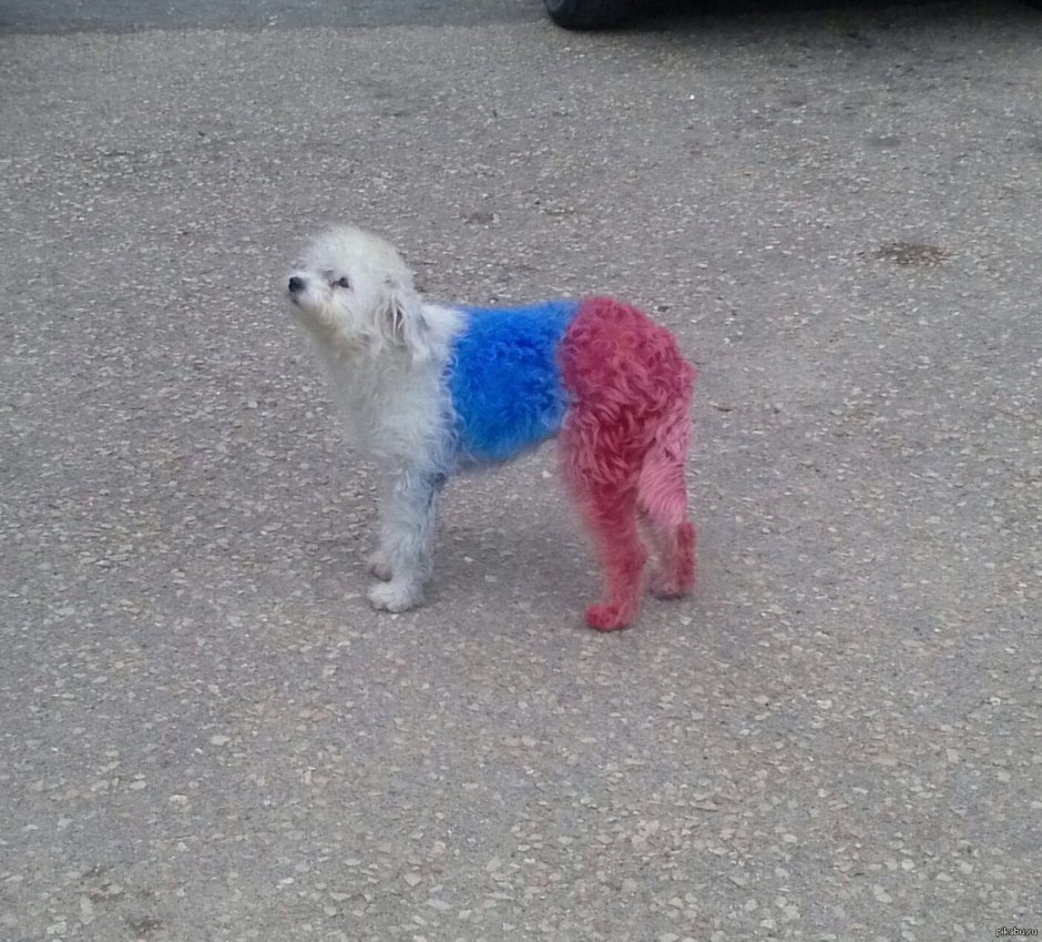 Пудель из Китая