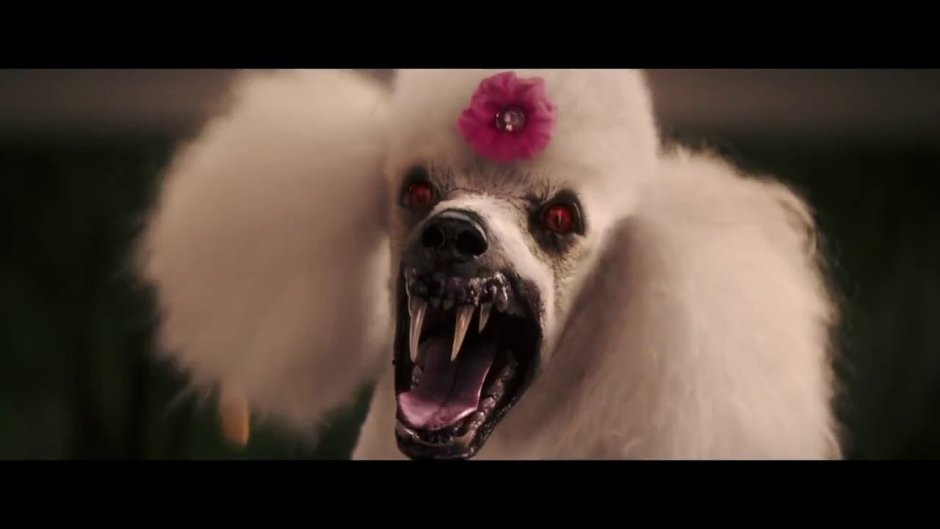 Той пудель Кокоро