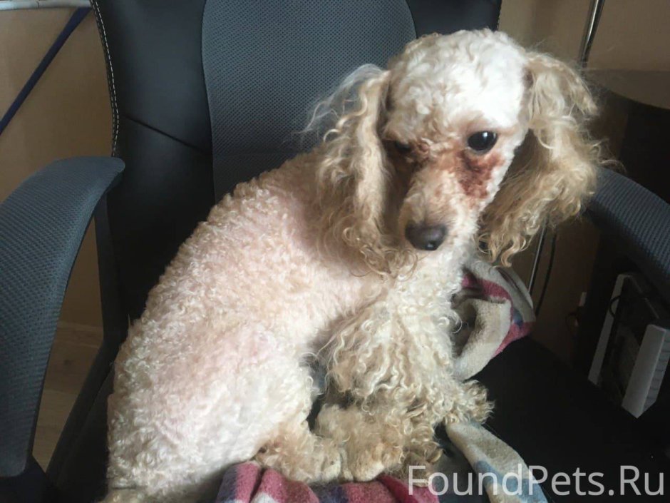 Мальтийская болонка страшная