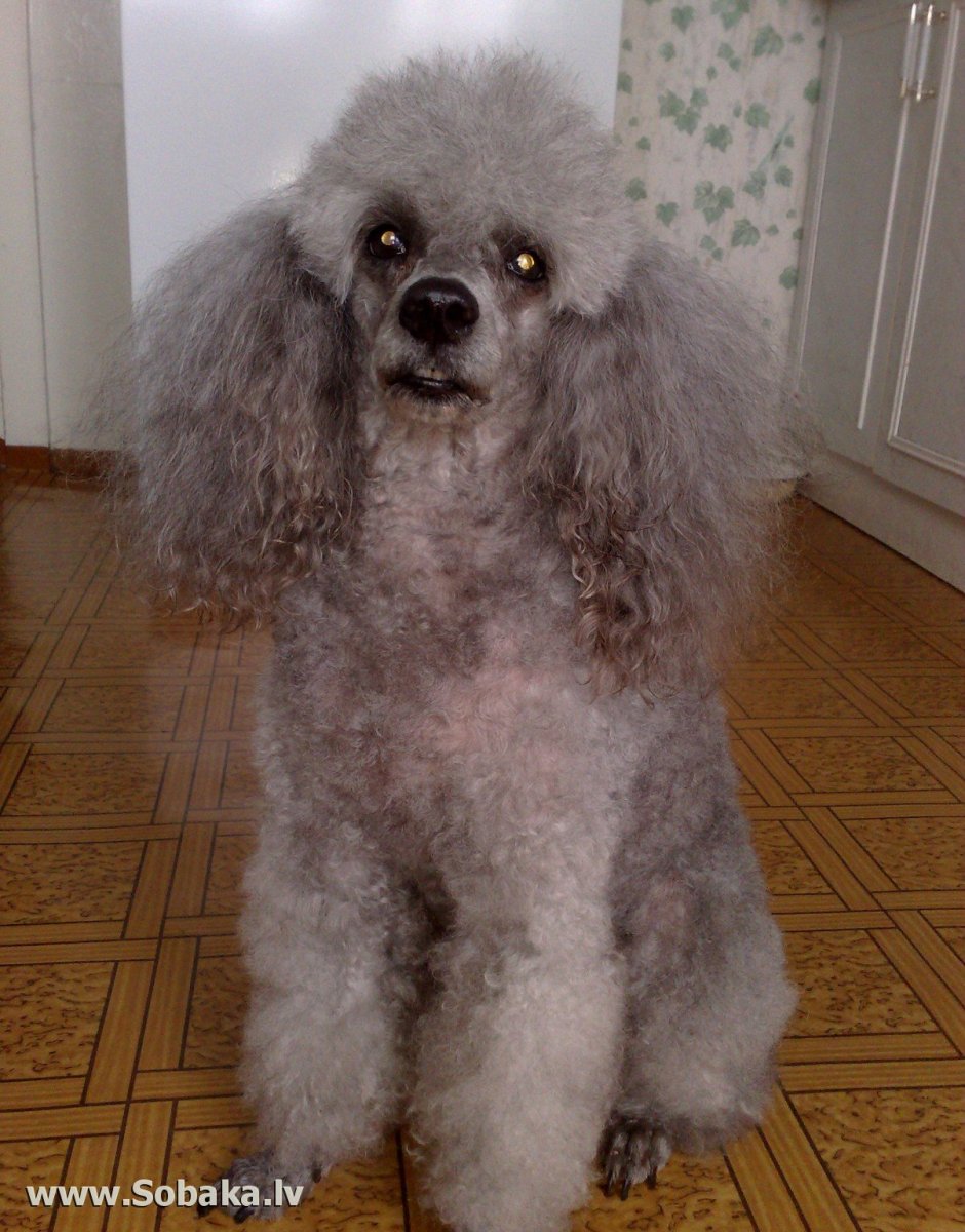 Королевский пудель