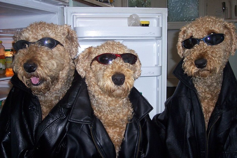 Карликовый пудель аллергия