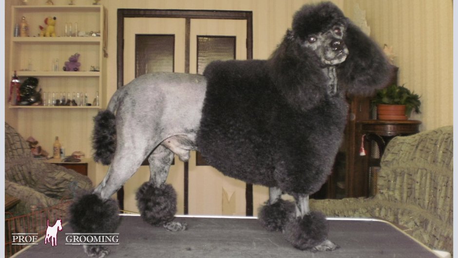 Вислоухий пудель